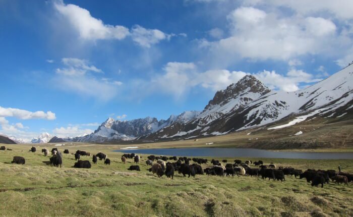 Shimshal Pass Trek