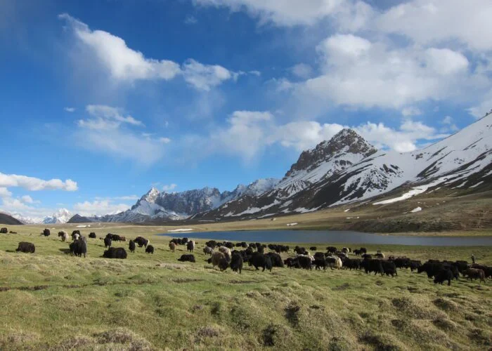 Shimshal Pass Trek