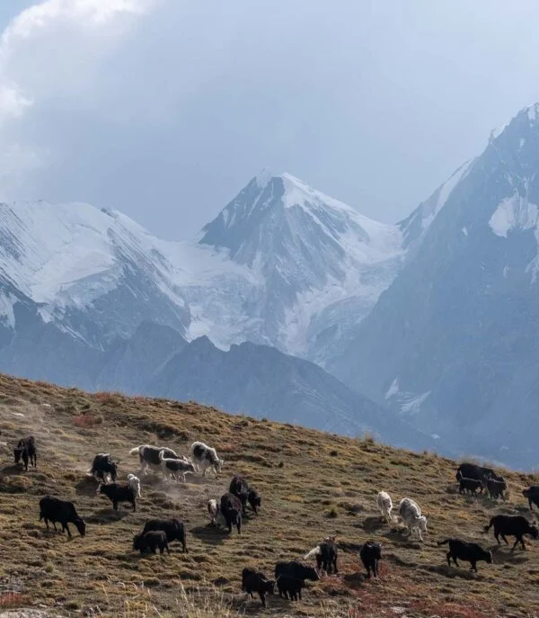 safaris in hunza