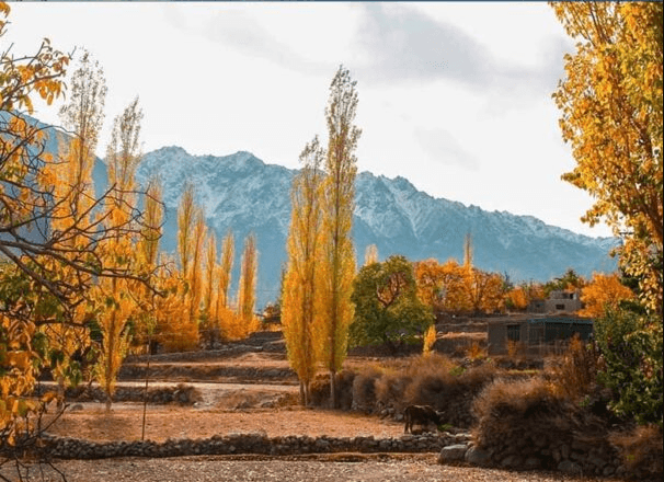 gulmit hunza autumn photography
